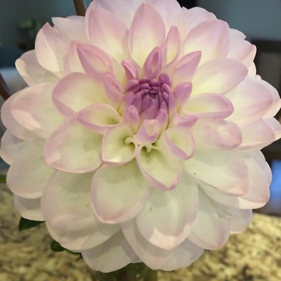 Meet your Posher, Sherry - Picture 1 of 1